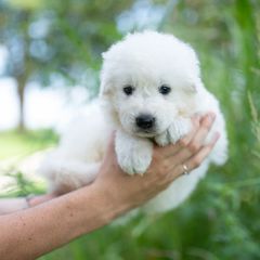 Dove - White female Maremma Sheepdog puppy in Conway, Missouri from 2J 2K Border Collies | Maremma Sheepdogs