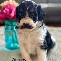 Ashley - Black and white female Bernedoodle puppy in Denver, Pennsylvania from Redcay's Mini Bernedoodles