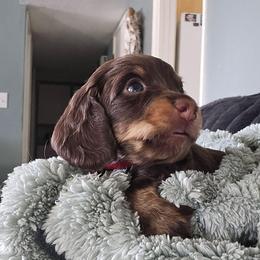 Slider - Chocolate and tan male Dachshund puppy in Willcox, Arizona from Tootsie's Tiny Toes