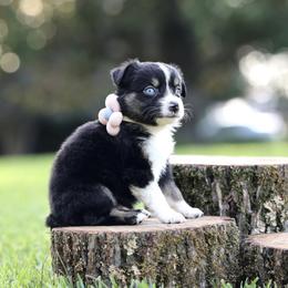 Mocha - Black tri female Miniature Australian Shepherd puppy in White Oak, Texas from Triple Lake Ranch Miniature Australian Shepherds