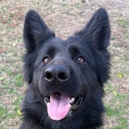 Breeze - German Shepherd