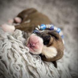 Cinnamon - Fawn male Boxer puppy in Russellville, Missouri from Soaring Royalty Canines LLC