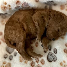 Goldendoodle Puppies from Miss Cindy’s Doodles