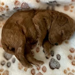 Goldendoodle Puppies from Miss Cindy’s Doodles