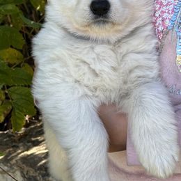 Berger Blanc Suisse and German Shepherd Puppies from Scenic Creek German Shepherds and White Swiss Shepherds