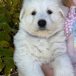 Berger Blanc Suisse and German Shepherd Puppies from Scenic Creek German Shepherds and White Swiss Shepherds