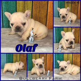 Bulldog Puppies from Bullberry Farm