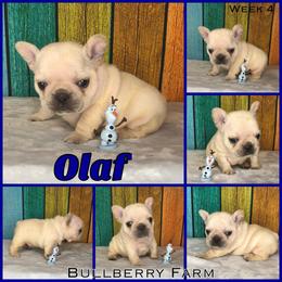 Bulldog Puppies from Bullberry Farm