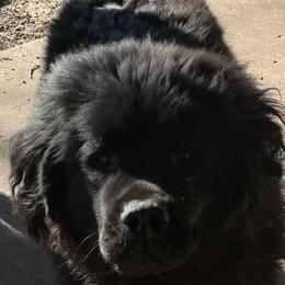 Geronimo - Black male Newfoundland puppy in St Cloud, Minnesota from BurningEmbers