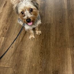 Moses - Yorkshire Terrier
