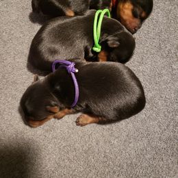 Yorkshire Terrier Puppies from Yorkie Paws