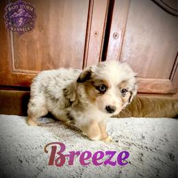 Breeze - Blue merle female Miniature Australian Shepherd puppy in Lubbock, Texas from Baby Storm Kennels