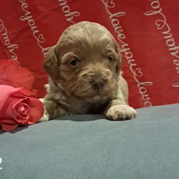 Aussiedoodle and Cockapoo Puppies from Ouachita River Cockapoos