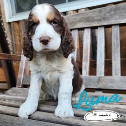 Luma - Liver white and tan female English Springer Spaniel puppy in Canyonville, Oregon from Enos Ranch Springer Spaniels
