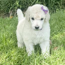 (Daley) Purple Collar Female - White female Poodle puppy in Screven, Georgia from Dreamland Standard Poodles