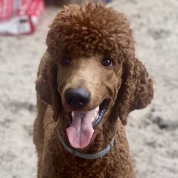 Xion - Poodle