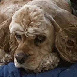 Cocker Spaniels from Symphony Cockers