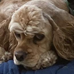 Cocker Spaniels from Symphony Cockers