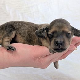 WASSAIL - Cream male Dachshund puppy in Moscow, Idaho from Bailiwick of Gurnsey