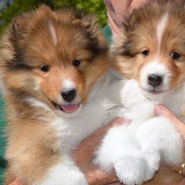 Shetland Sheepdogs from Michele Creaton