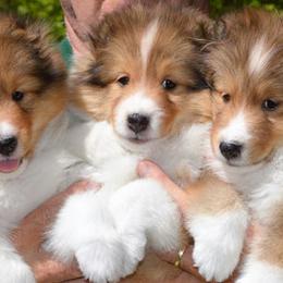Shetland Sheepdogs from Michele Creaton