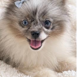 Mosaic - Blue merle female Pomeranian puppy in Buck Valley, Pennsylvania from Buck Valley Pomeranians