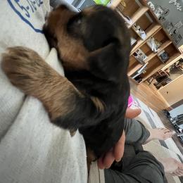 Yorkshire Terrier Puppies from Paw-Perfect Palace