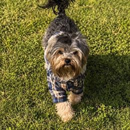 Kode - Biewer Terrier
