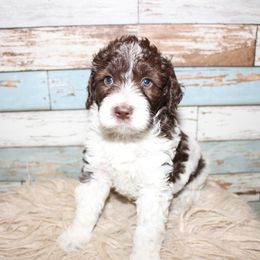 Goldendoodle Puppies from Two Ps in a Pod