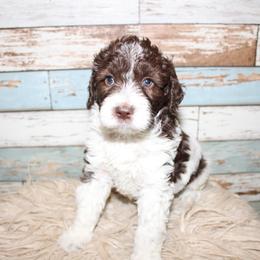 Goldendoodle Puppies from Two Ps in a Pod