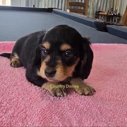 Black girl - Black and cream female Dachshund puppy in Cedar City, Utah from Country Doxies