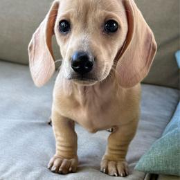 Snowman - Cream male Dachshund puppy in Salem, Oregon from Longdox Mini Dachshunds