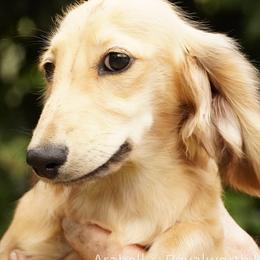 Arabell - 4,850 - Cream female Dachshund puppy in Inverness, Florida from Royalworth Kennel