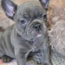 Girl 4 - French Bulldog puppy in Lakeview Terrace, California from WMDFrenchies