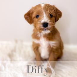 Diffy - Red  male Goldendoodle puppy in Melba, Idaho from KZ Doodles