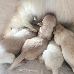 Boy 4 - Golden male Golden Retriever puppy in Murfreesboro, Tennessee from ATW Retrievers