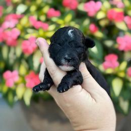 Rapunzel - Black and white female Sheepadoodle puppy in Wharton, Texas from Little Fur Friends