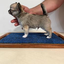 HORUS - Fawn male Chihuahua puppy in Hialeah, Florida from D’El Prado