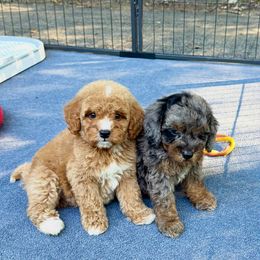 Bernedoodle and Poodle Puppies from Plum Valley Pups