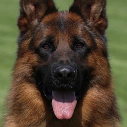 Urso - German Shepherd