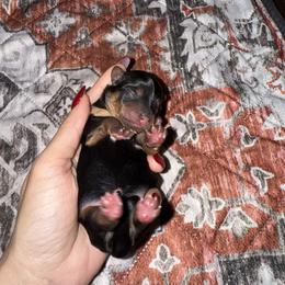 Yorkshire Terrier Puppies from The Yorkie House