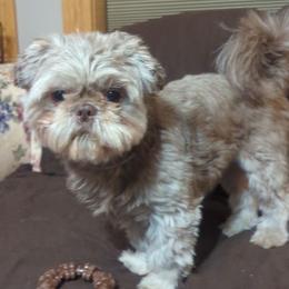 Shih Tzus from Nancy's Cuddle Babies