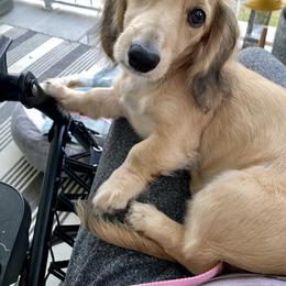Dachshund Puppies from Meadow Ridge Dachshunds