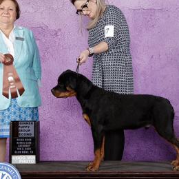Rottweilers and Toy Fox Terriers from Blue Line Kennel