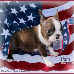 Boston Terrier Puppies from Rhondanas Boston Terriers