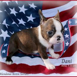 Boston Terrier Puppies from Rhondanas Boston Terriers