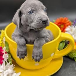 Megan - Blue female Weimaraner puppy in Evart, Michigan from Drehbar Weimaraners
