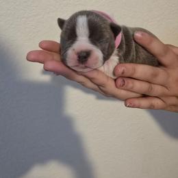 Pink - Lilac female Boston Terrier puppy in Red Rock, Arizona from Aronow Pups