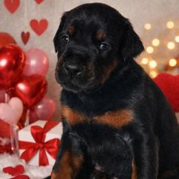 Loki - Black and rust male Doberman Pinscher puppy in China Township, Michigan from Snell's Superior Kennel Dobermann & GSP