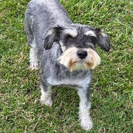 Serenity - Black and silver female Miniature Schnauzer puppy in Elgin, Iowa from Firefly Stables